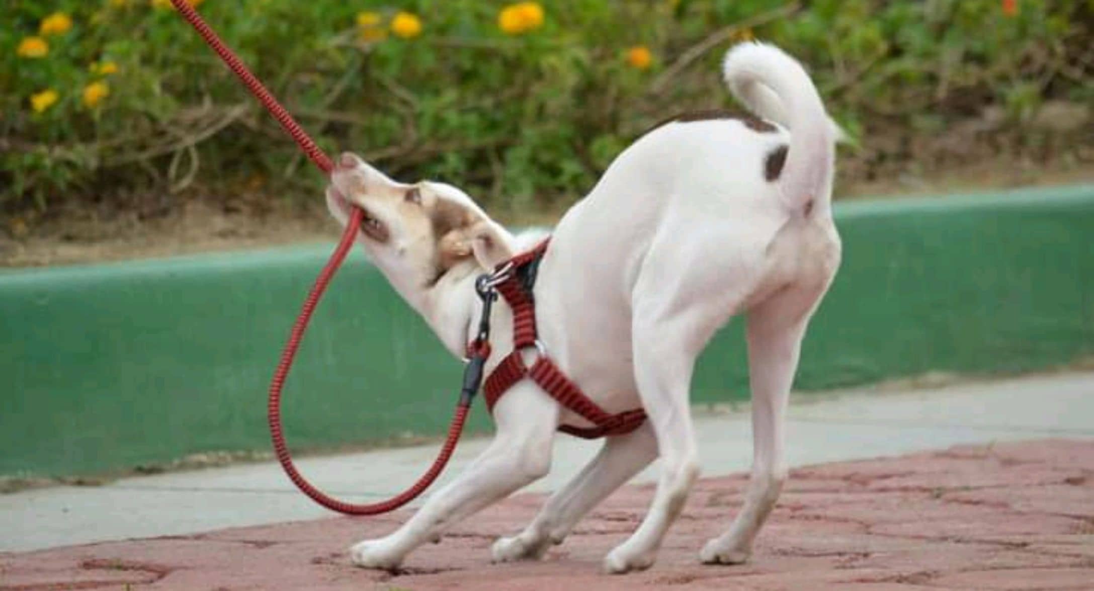 Mi perro no quiere pasear: causas y soluciones